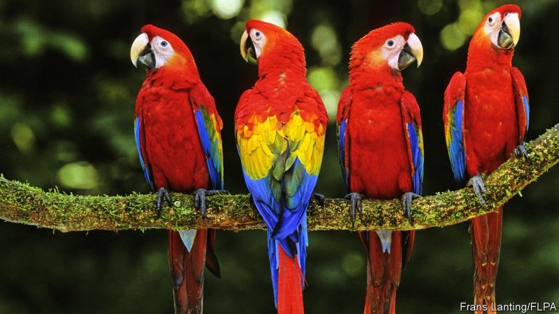 30 Interesting & Colorful facts about Parrots