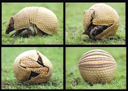 30 Unexpected facts about Armadillos