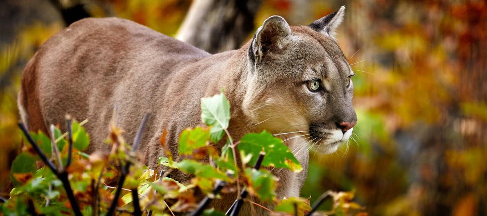 30 Furry facts about Cougars