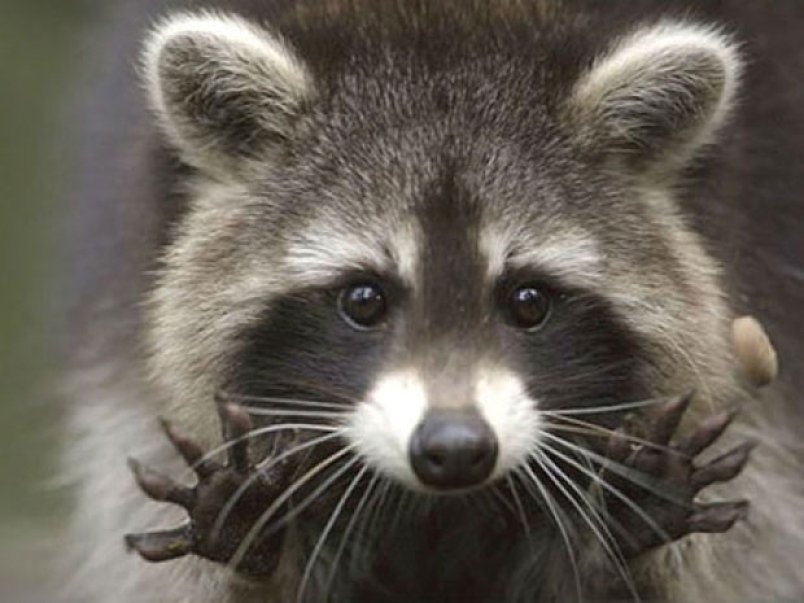 Top 20 Interesting facts about Raccoons