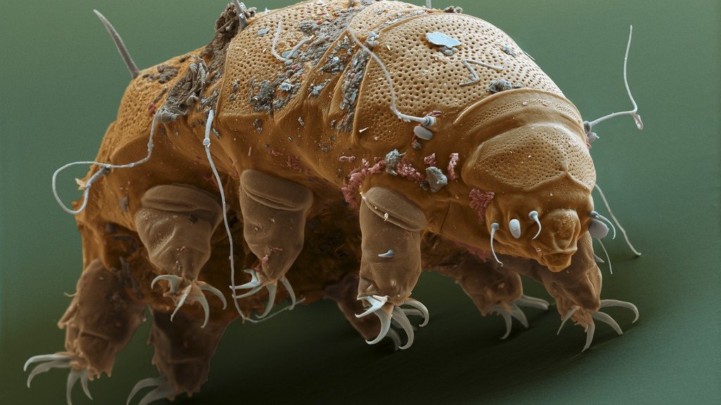 Do you know about the Tardigrade ?