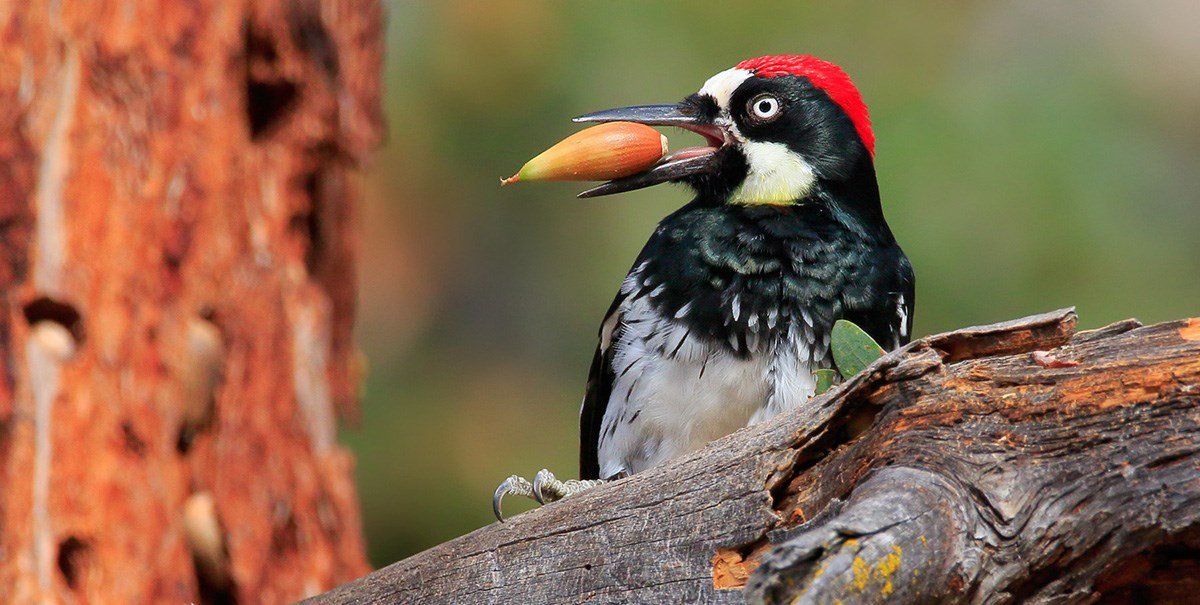 Top sercrets of Woodpeckers