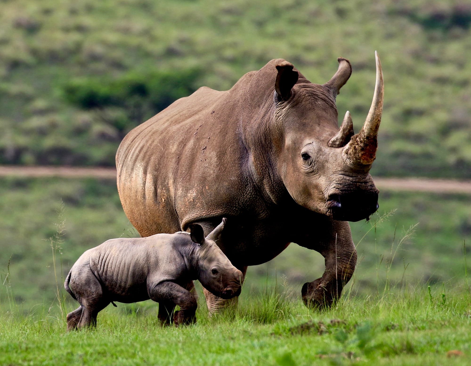 Rhinos & 20 Fascinating Facts about that