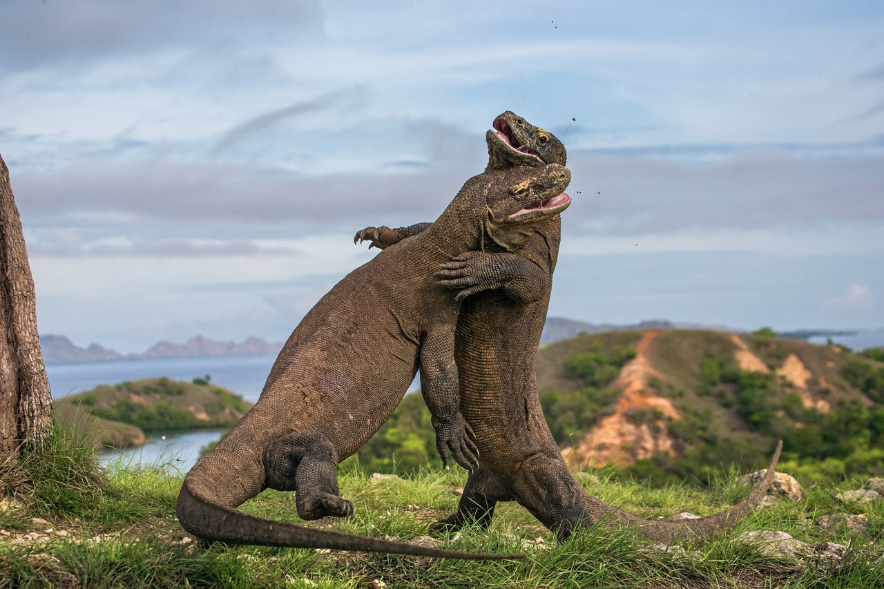 Komodo Dragons have 10 Interesting Facts, maybe you unknown !!!