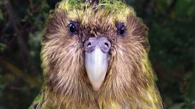 20 Secret about the Kakapo rarest bird!