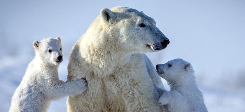 30 Little Known Facts About Polar Bears!