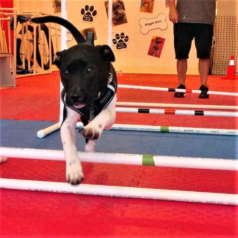 Dog workout outlet gear