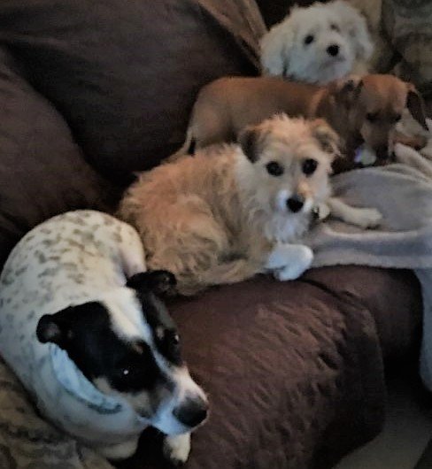 community post ....."What are we to do now??? We watched all the 'Dog Whisperer' episodes!"