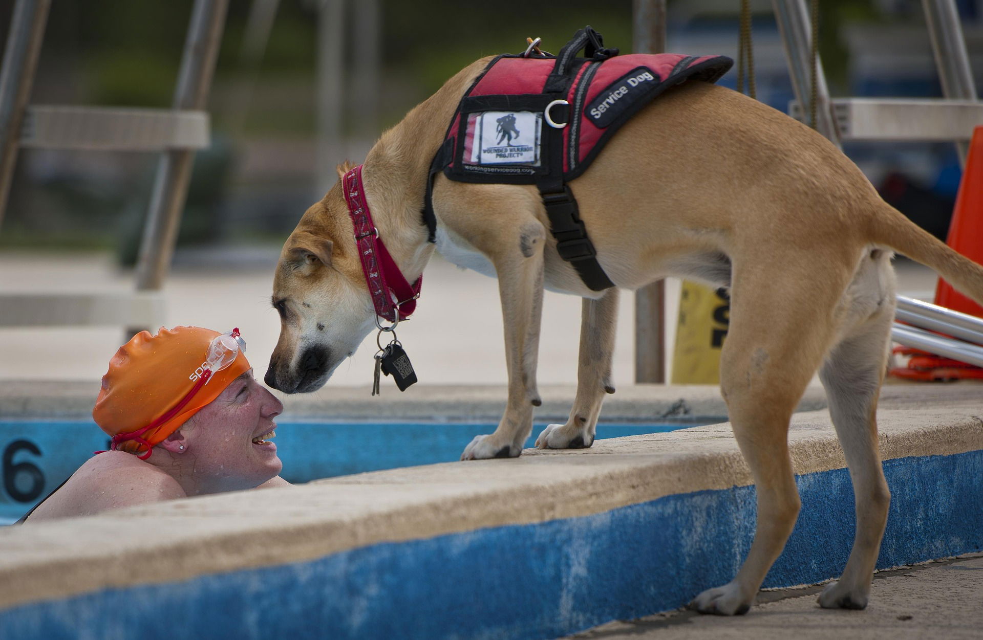 Texas police ask public for help after veteran's service dog stolen