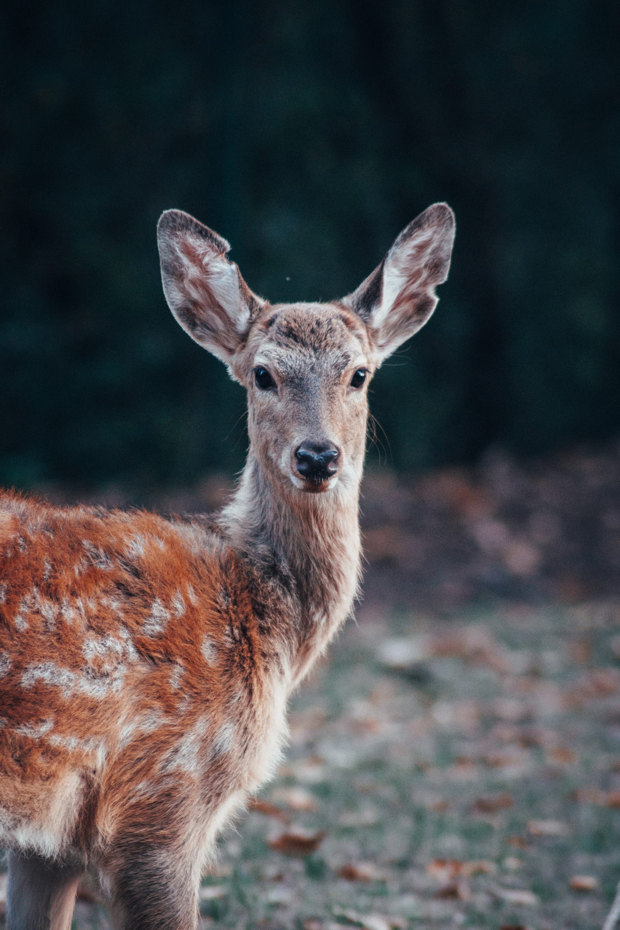 Deer butchered inside nail salon stuns North Carolina college student