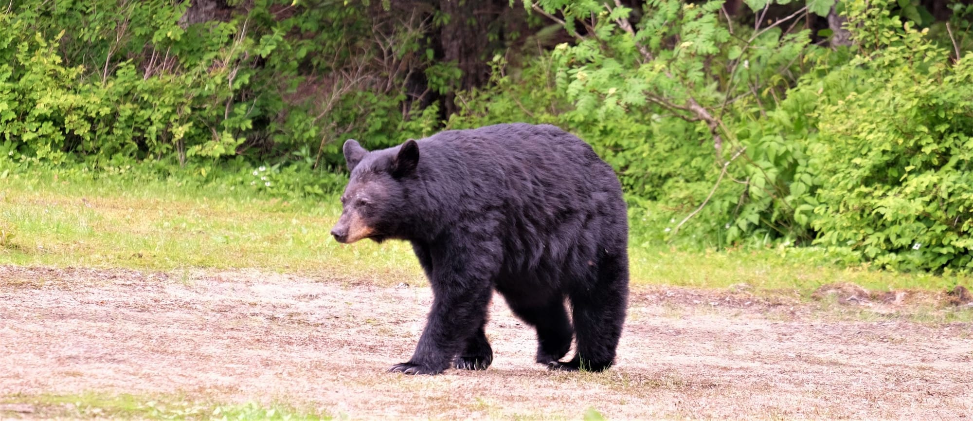 700-pound black bear shot in New Jersey sets world record 01/17/2020