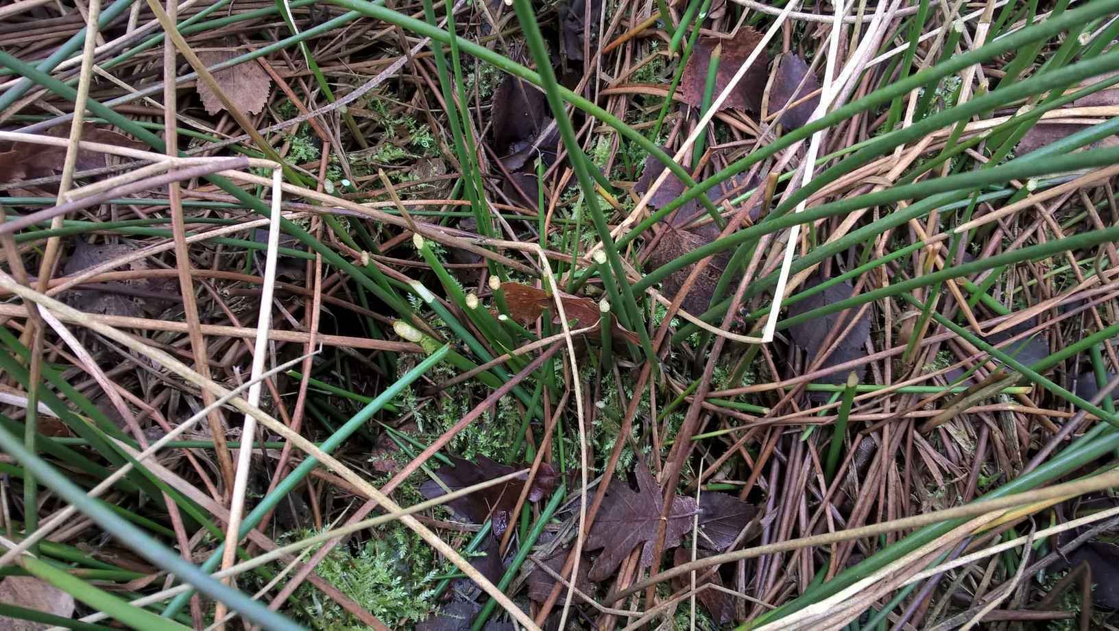 Birch Moss: Grass chewed by water vole maybe?