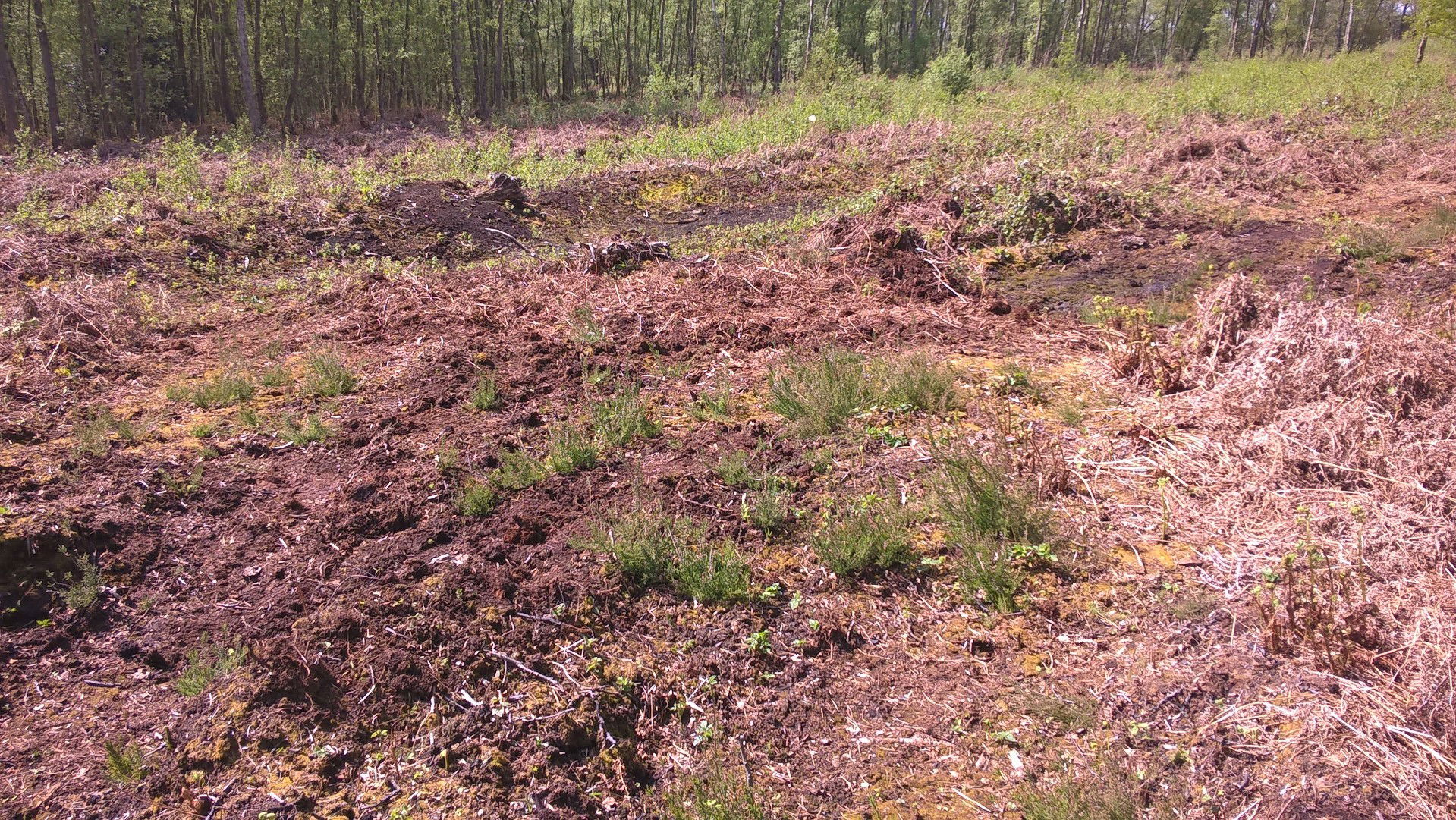 Heather regeneration in Birch Moss