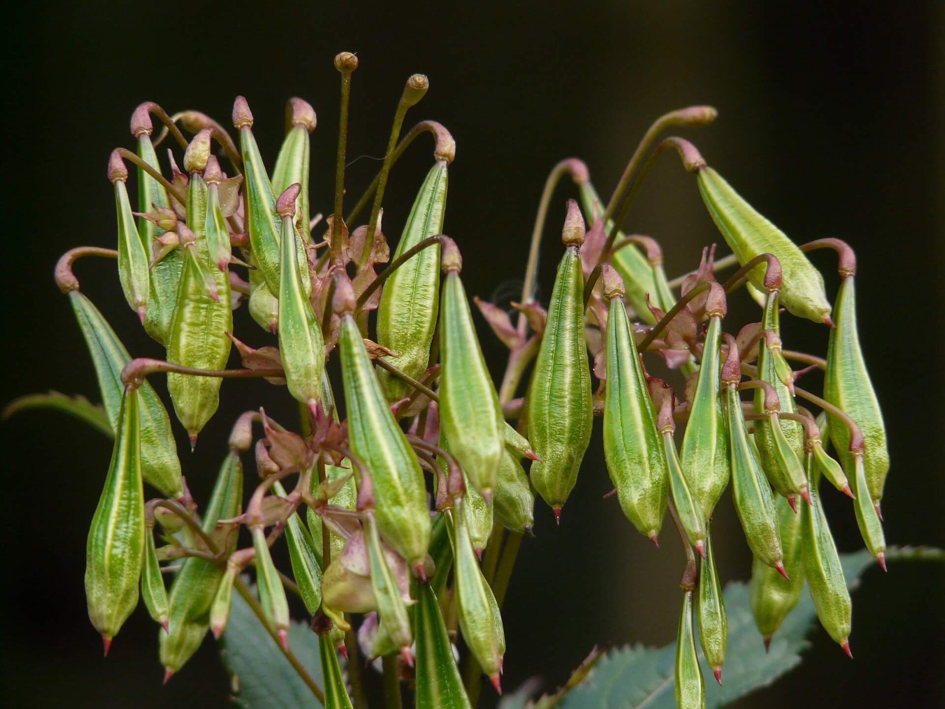 Himalayan balsam seed