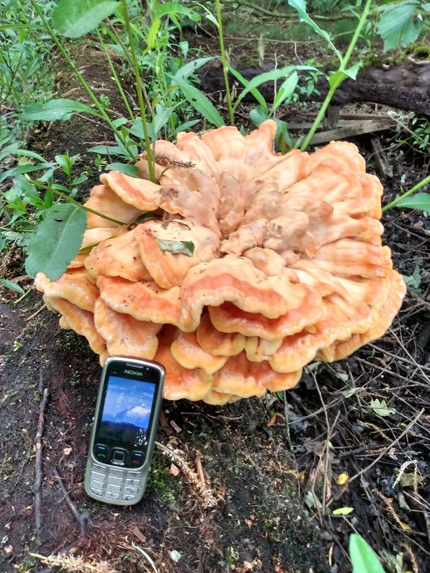 Chicken of the woods