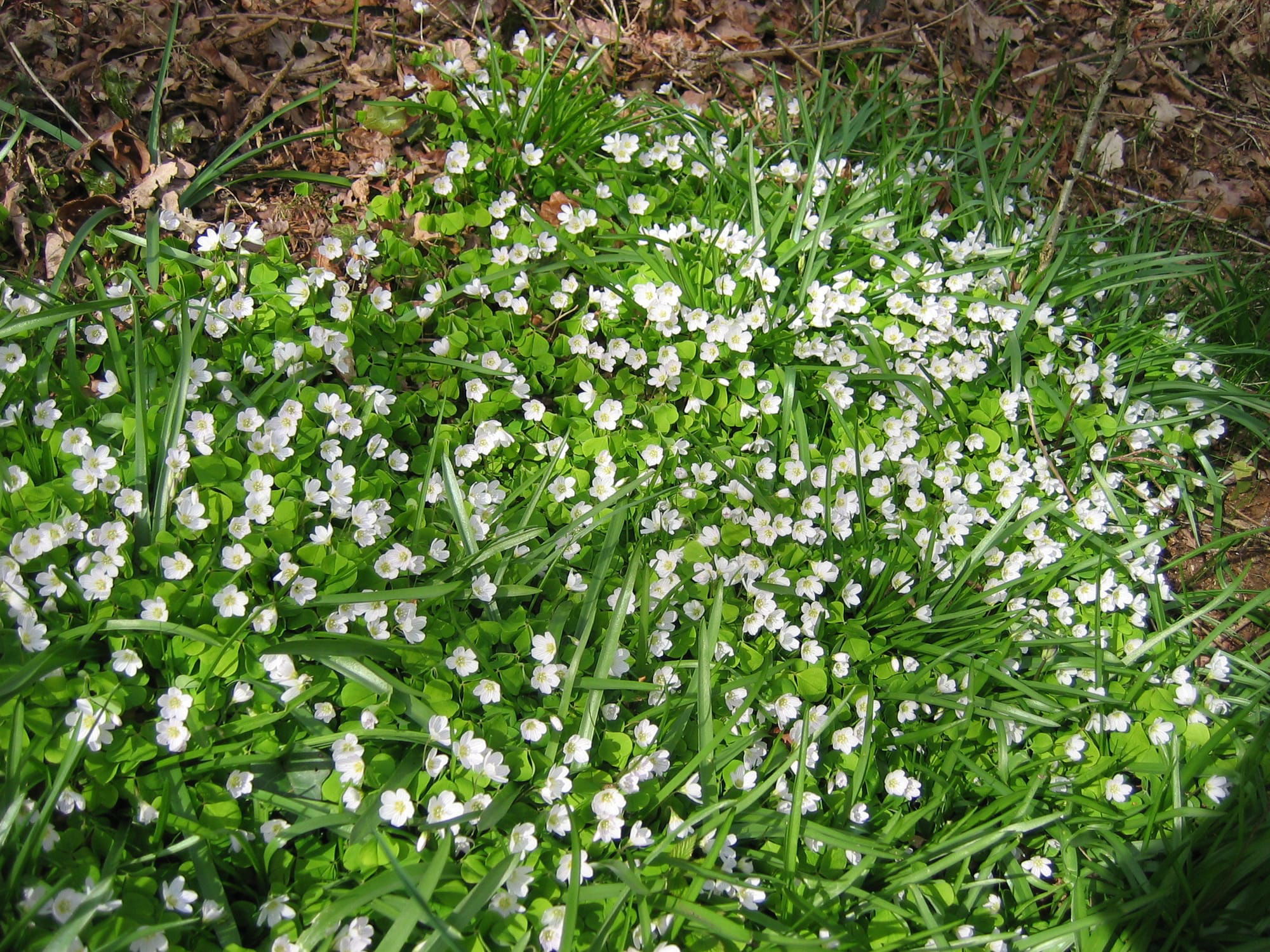 Wood sorrel