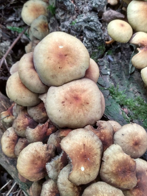 Sulphur Tuft