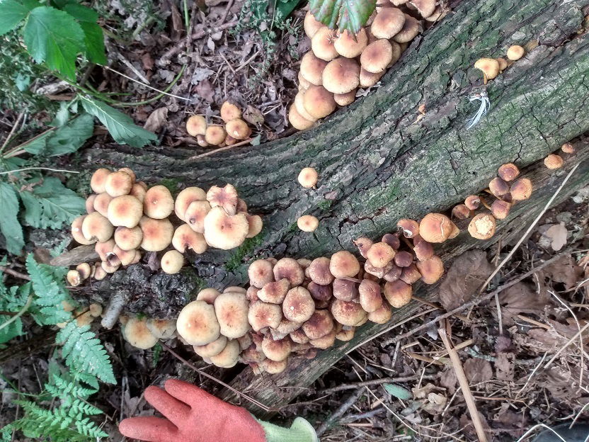 Sulphur Tuft