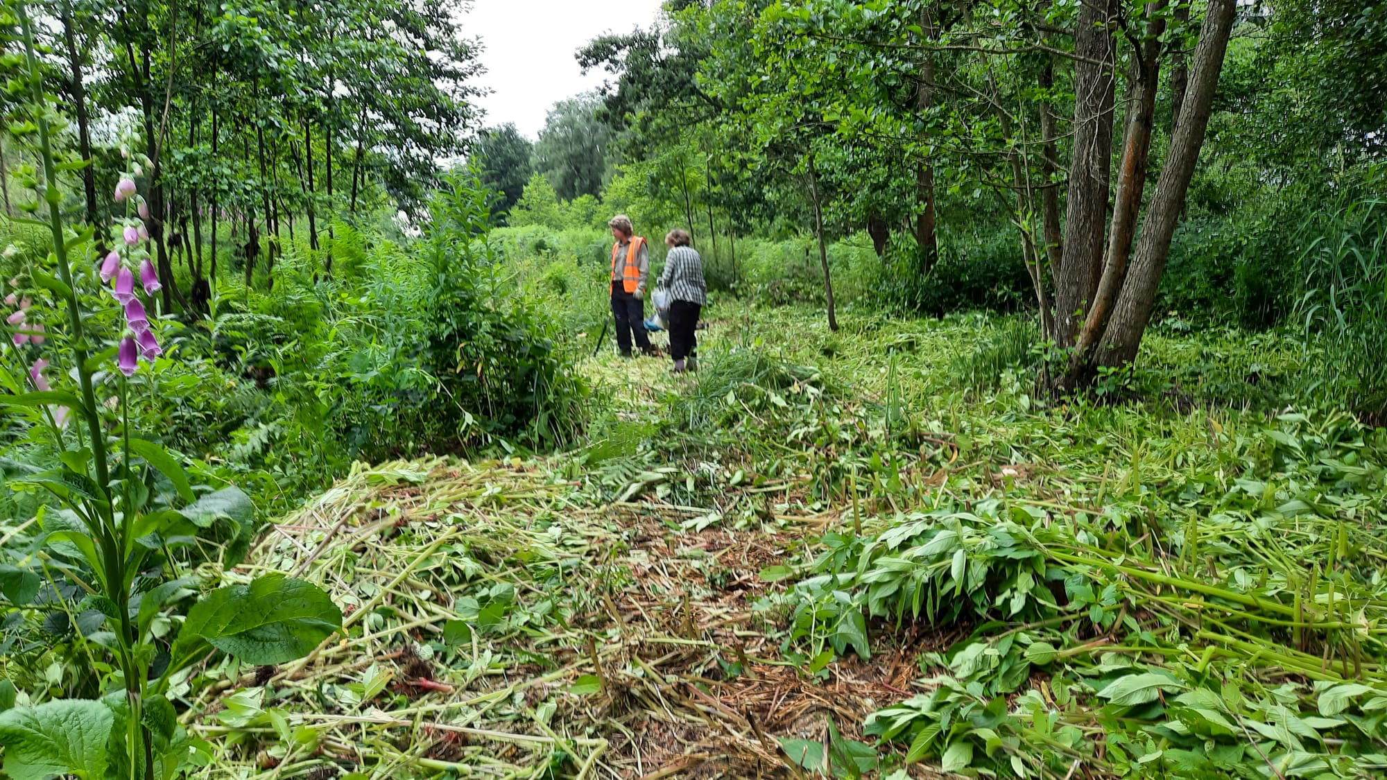 Balsam near ditch after bash.