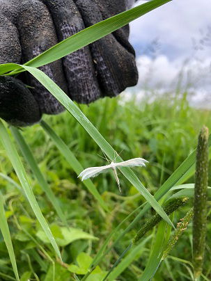 White plume moth