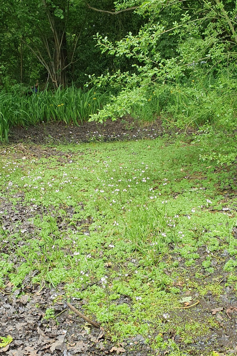 Trafford Wildlife