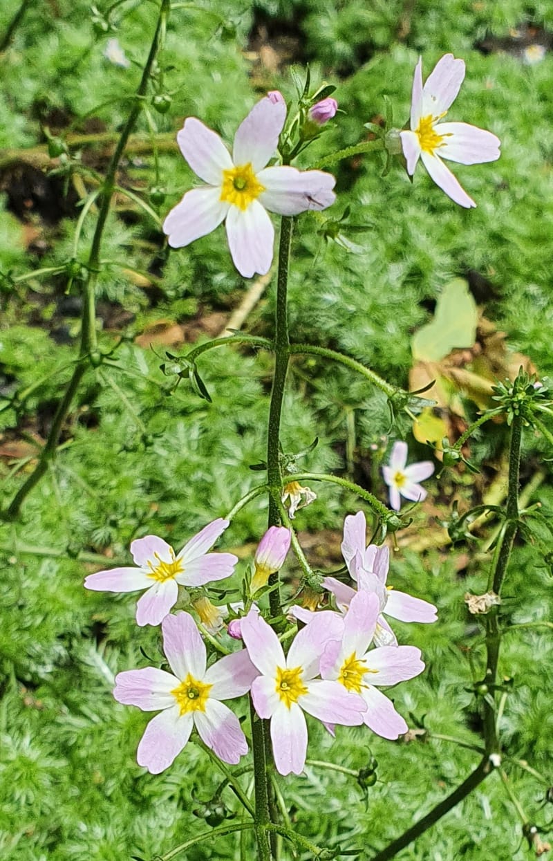 Sinderland Green Covert (SBI) - Trafford Wildlife