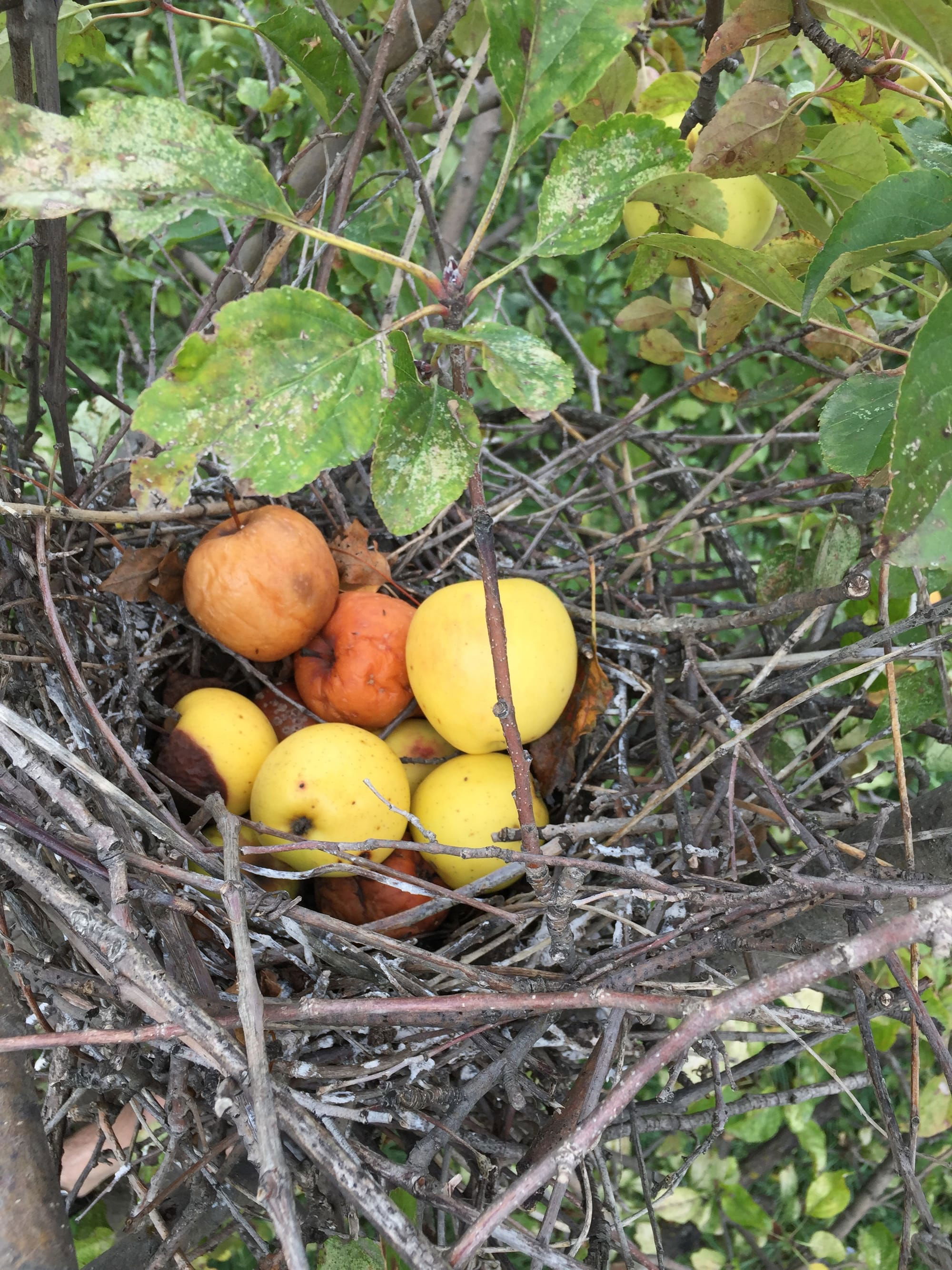 Birds nest in the apple tree in our vineyard