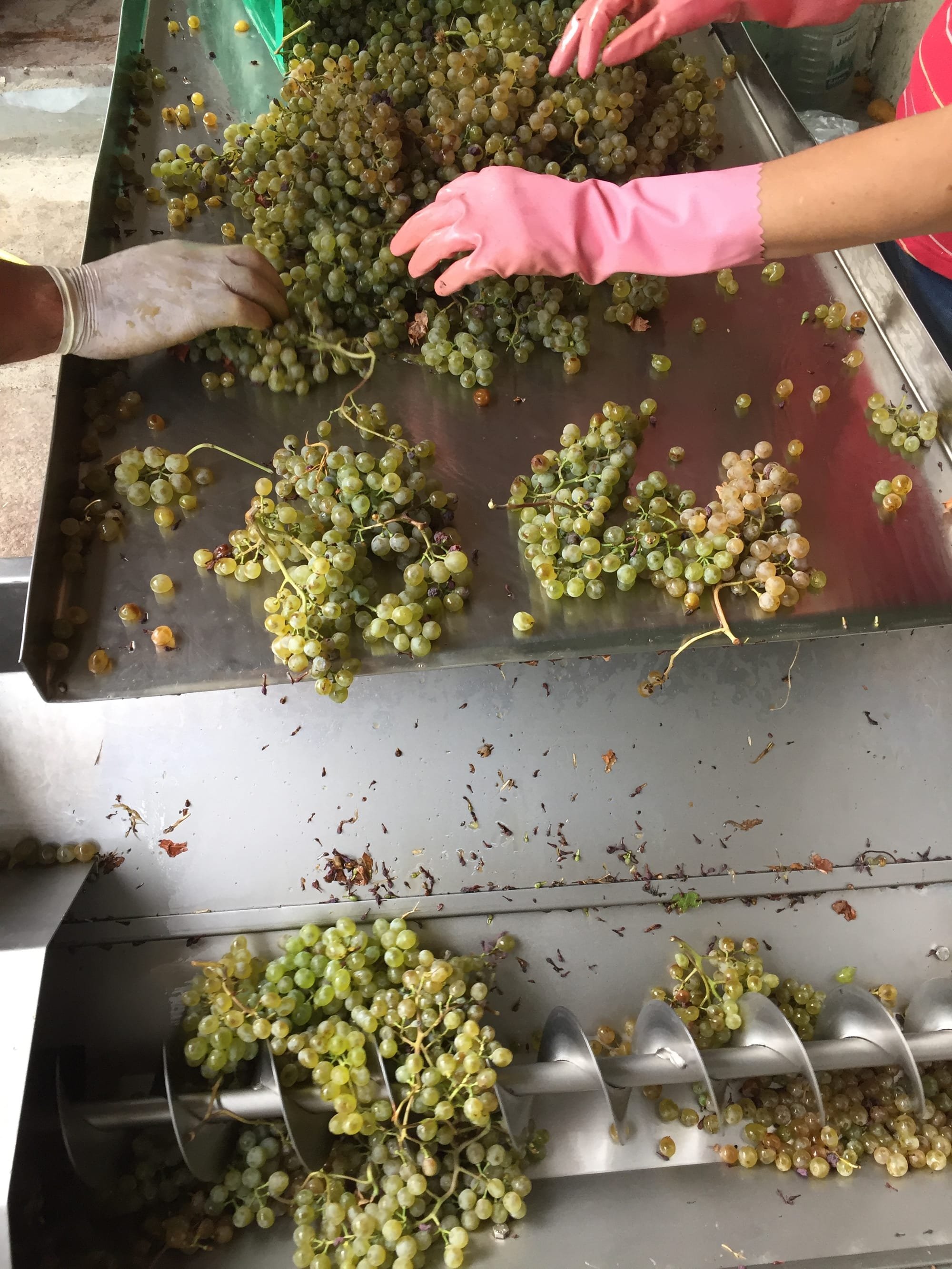 How we select only the best quality grapes and process them