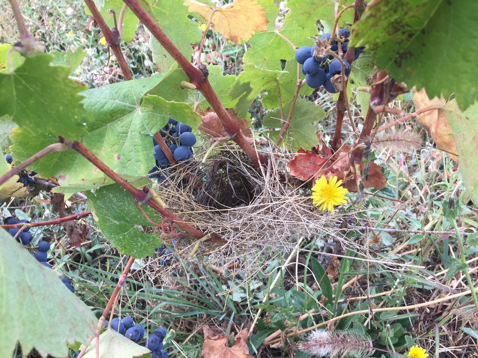 Birds nest in the vine
