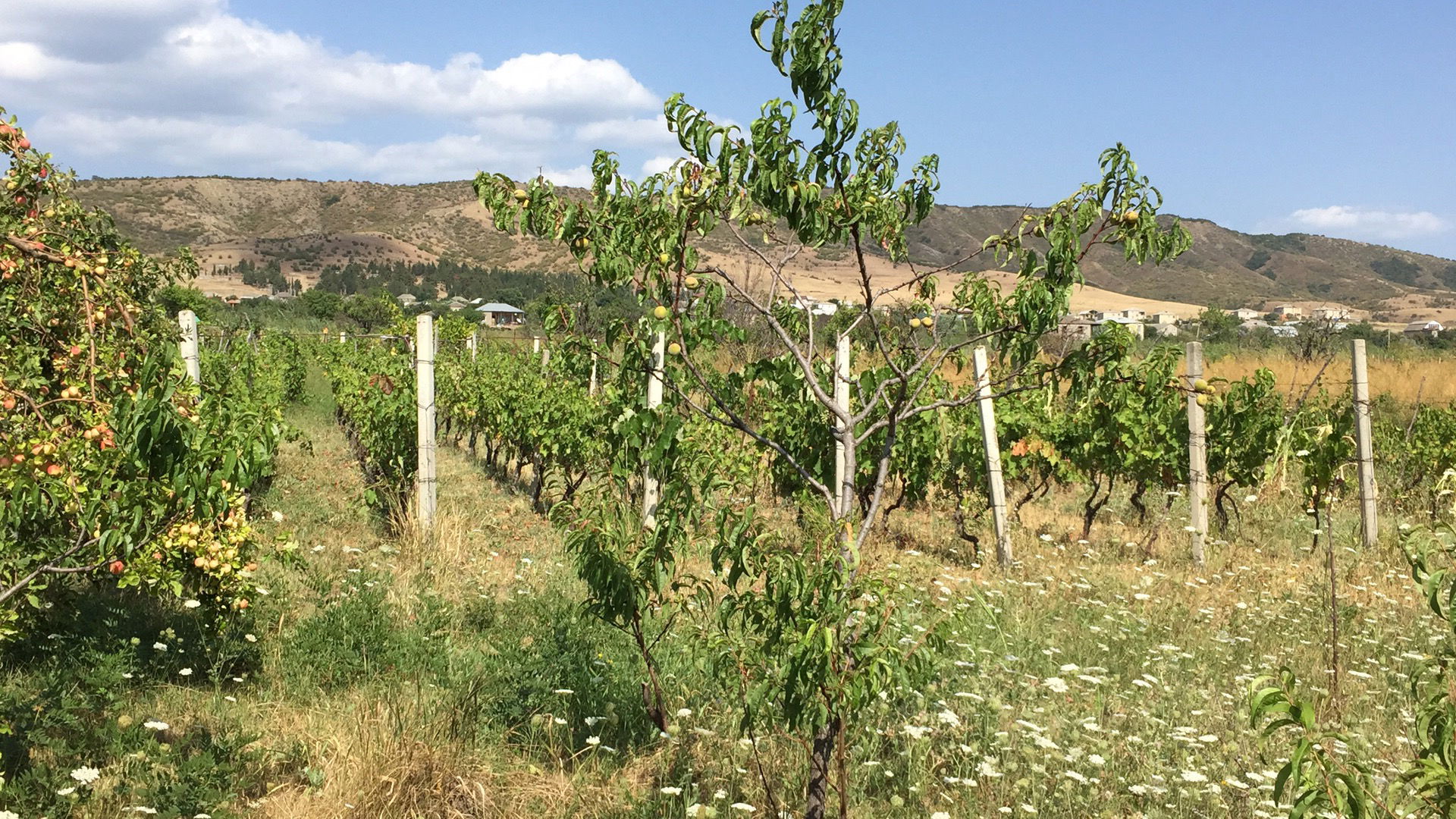 Our Organic vineyard