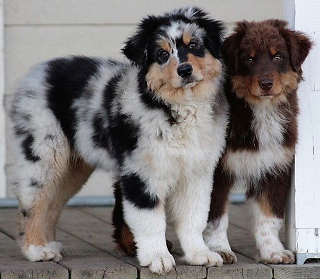 Welcome to Irongate Australian Shepherds!