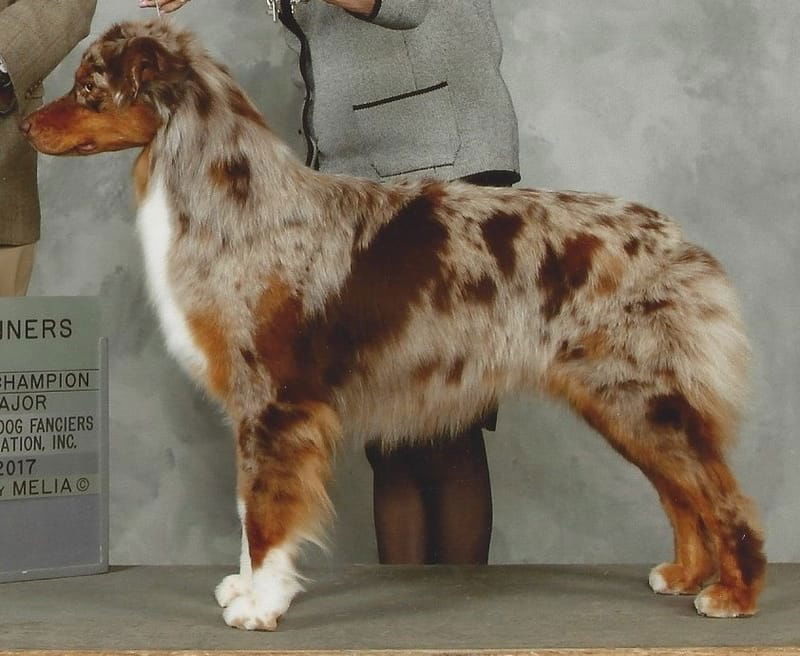 GCH CH MPossible Ziva Rules Irongate (Ziva)