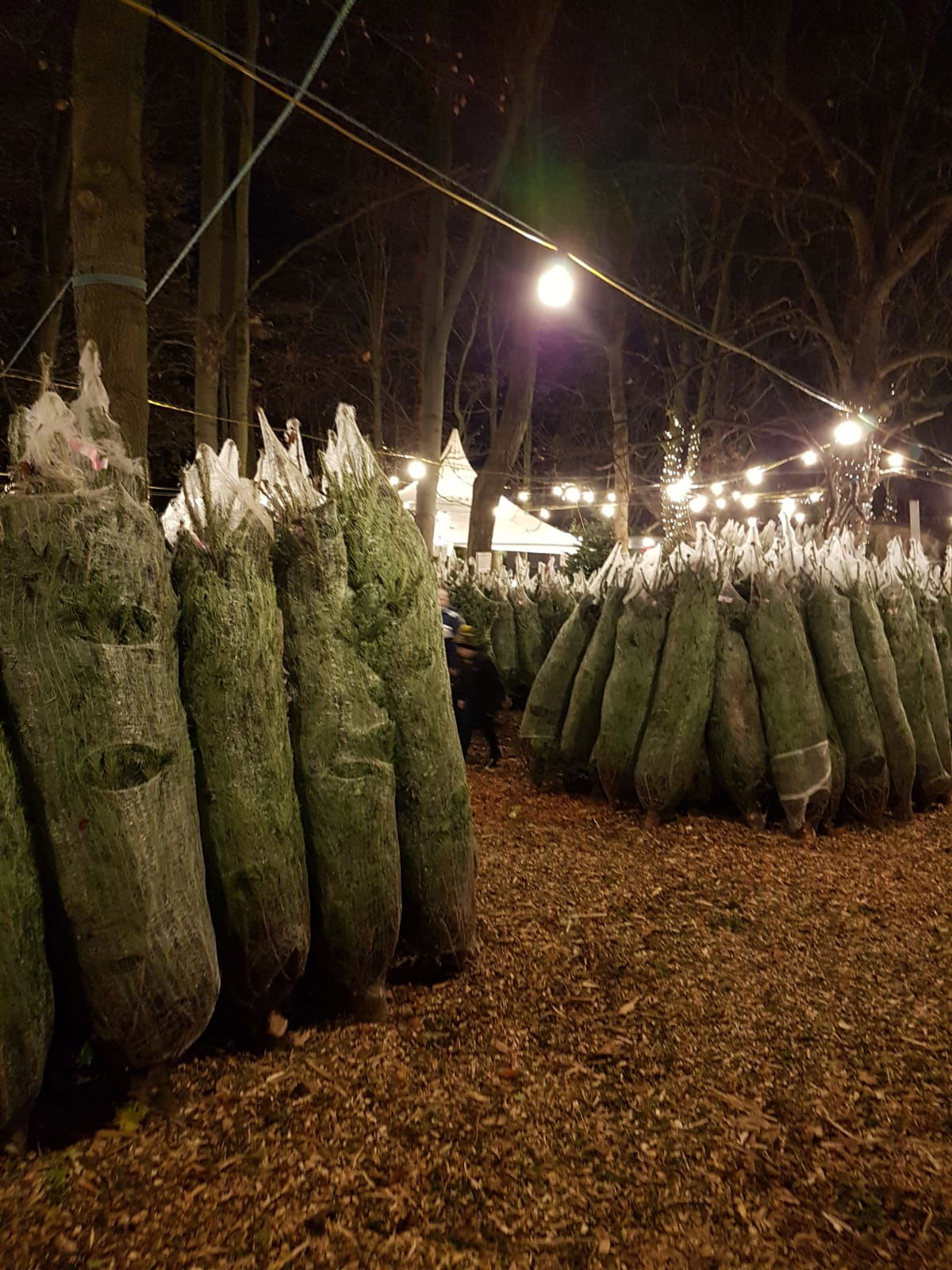 Northern Christmas Tree (Gosforth)