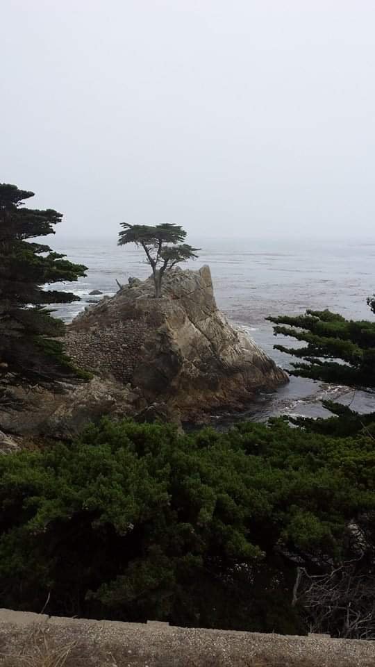 The lonely Tree - The Big Sur, California