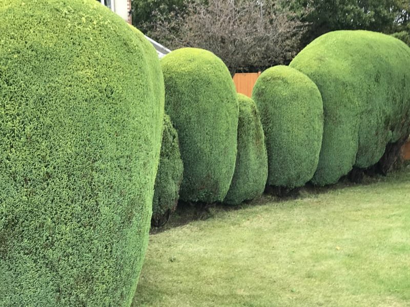 Hedges trimmed and shaped
