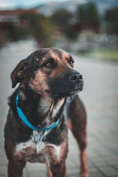 The Things to Consider before Choosing a Dog Collar image