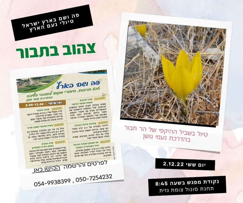 צהוב בתבור  - סדרת טיולי "פה ושם בארץ ישראל" - בהדרכת נעמי גושן
