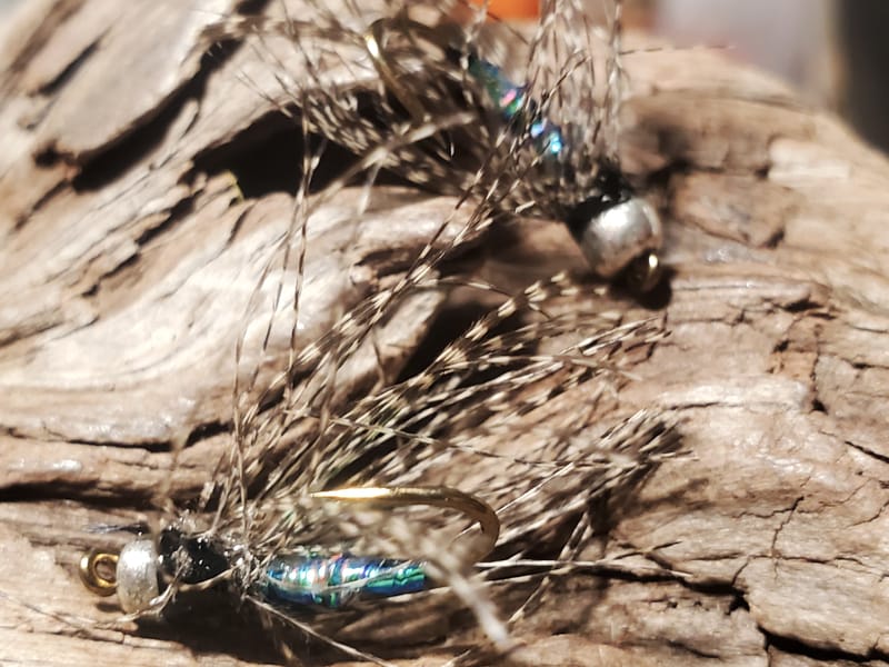 zebra spider nymph