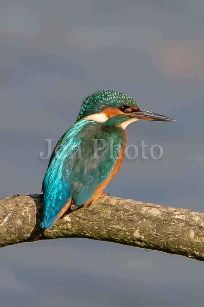 Kingfishers