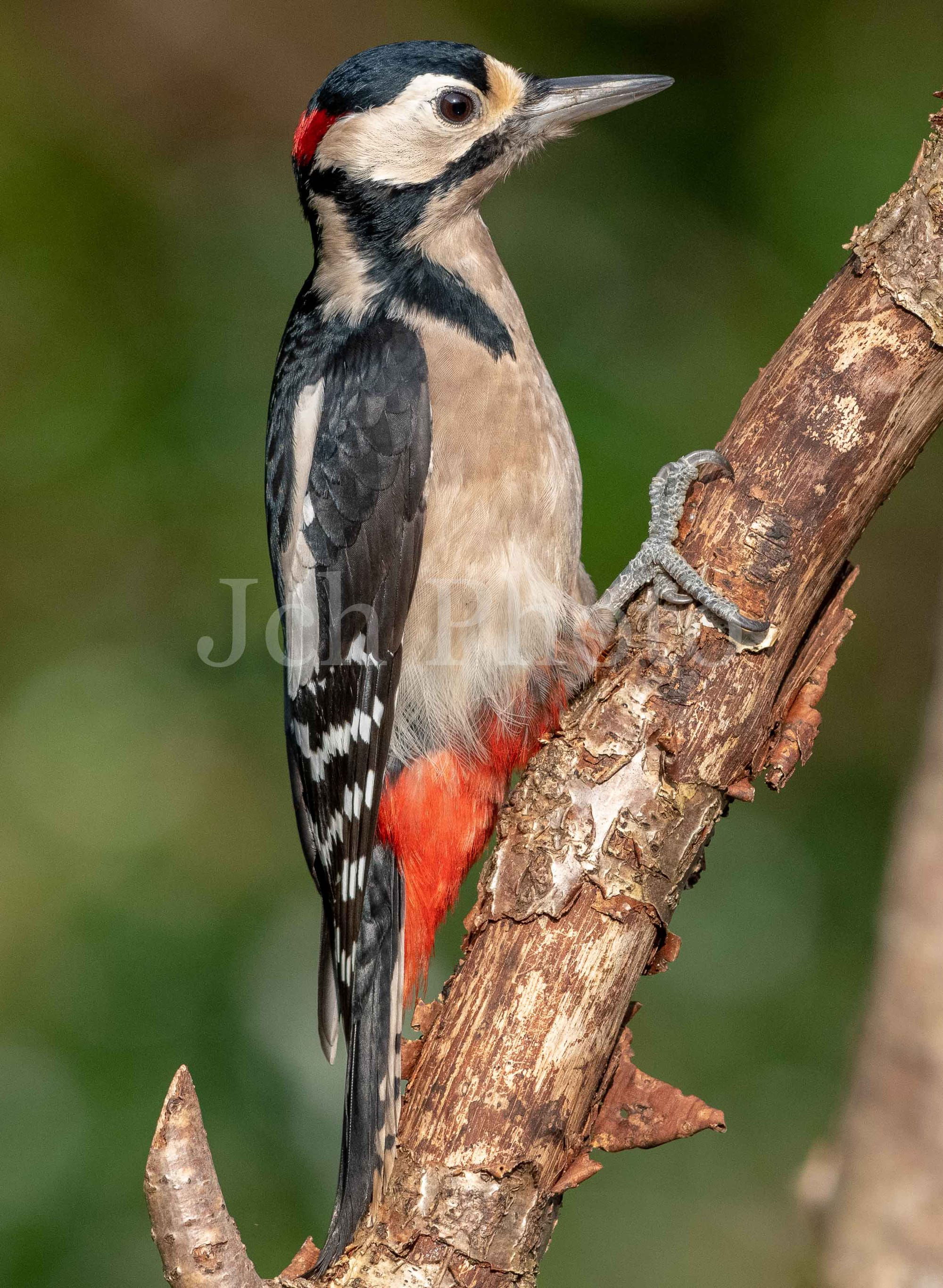 Greater Spotted Woodpecker