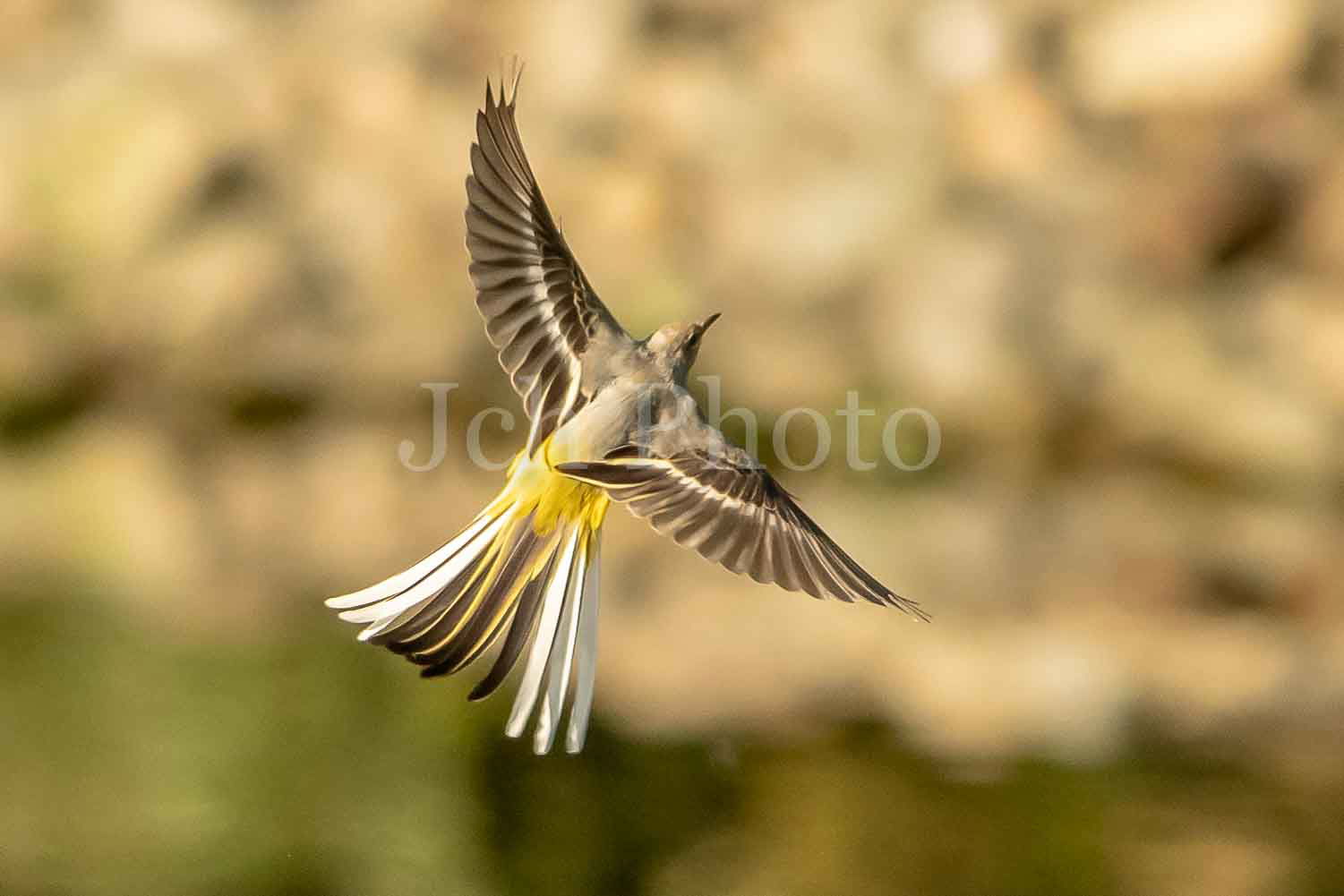 Grey Wagtail