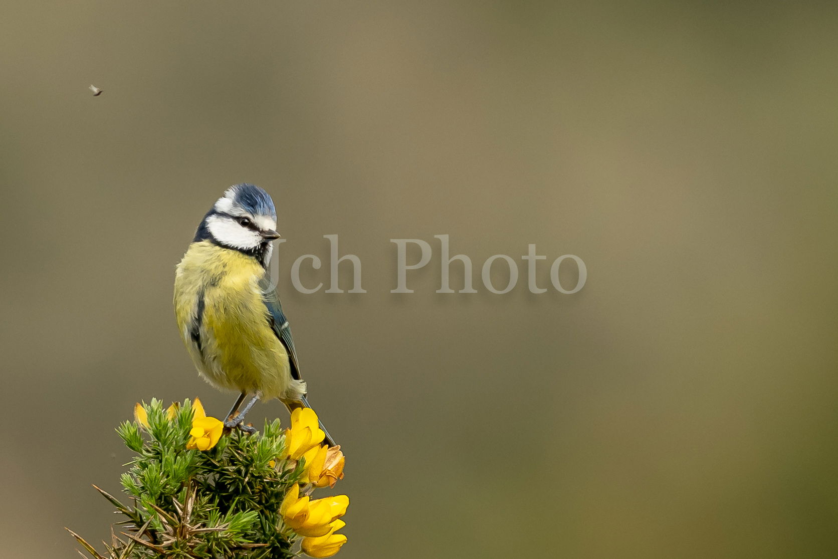 Bluetit