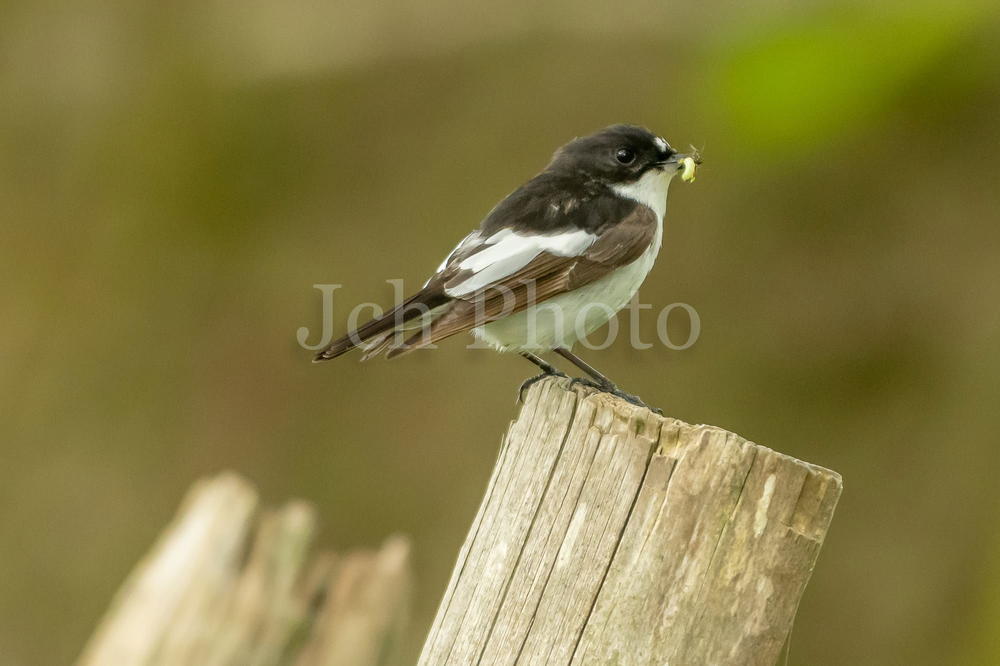 Pied Flycatcher