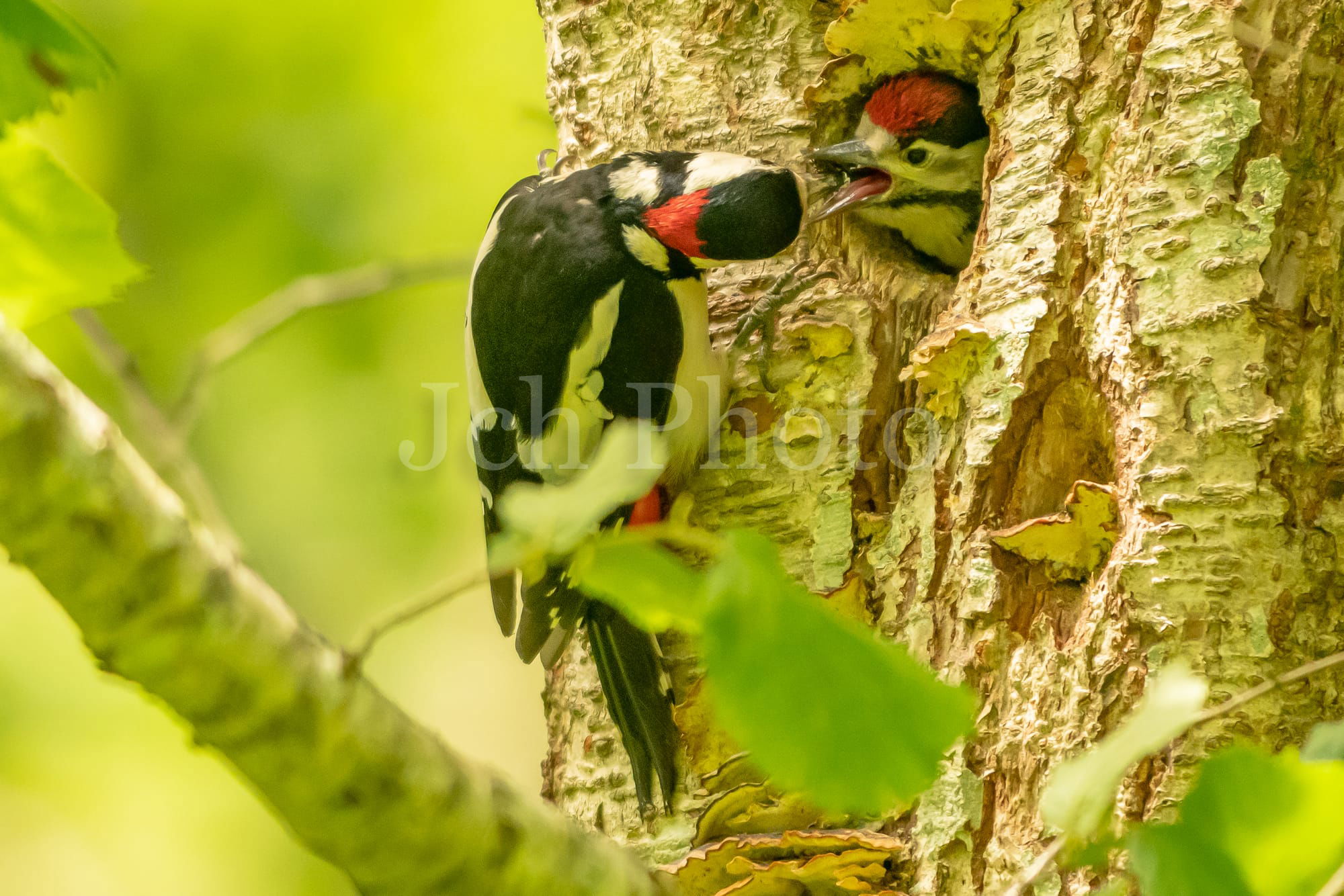 Greater Spotted Woodpecker