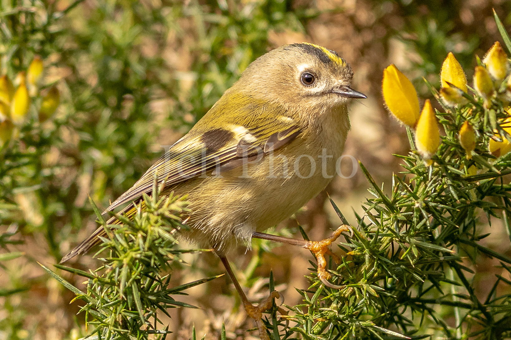 Goldcrest