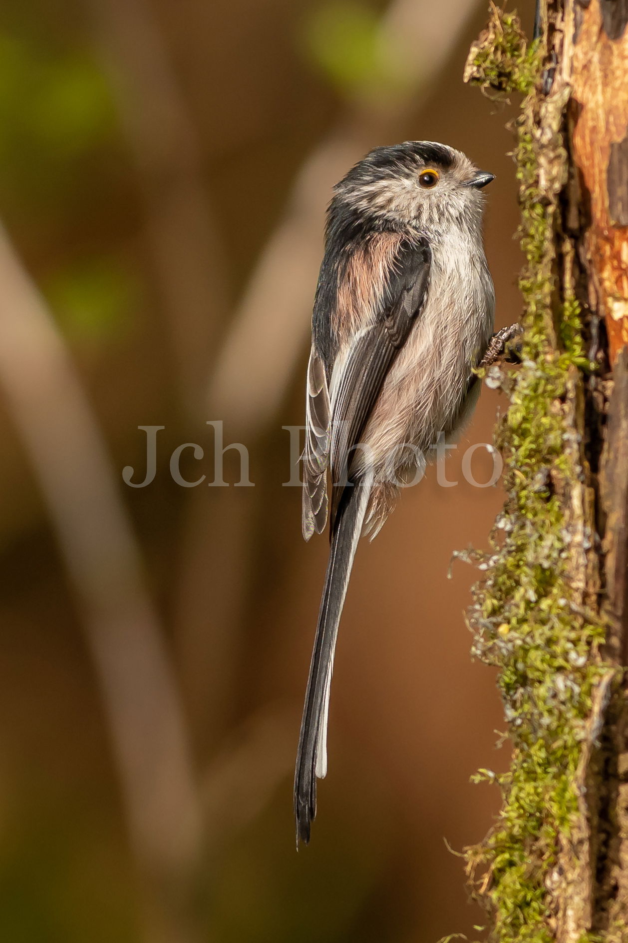 Long Tailed Tit