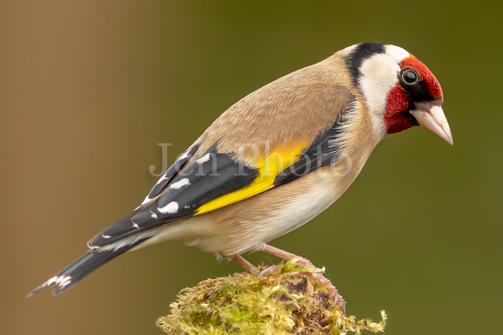 Goldfinch Female