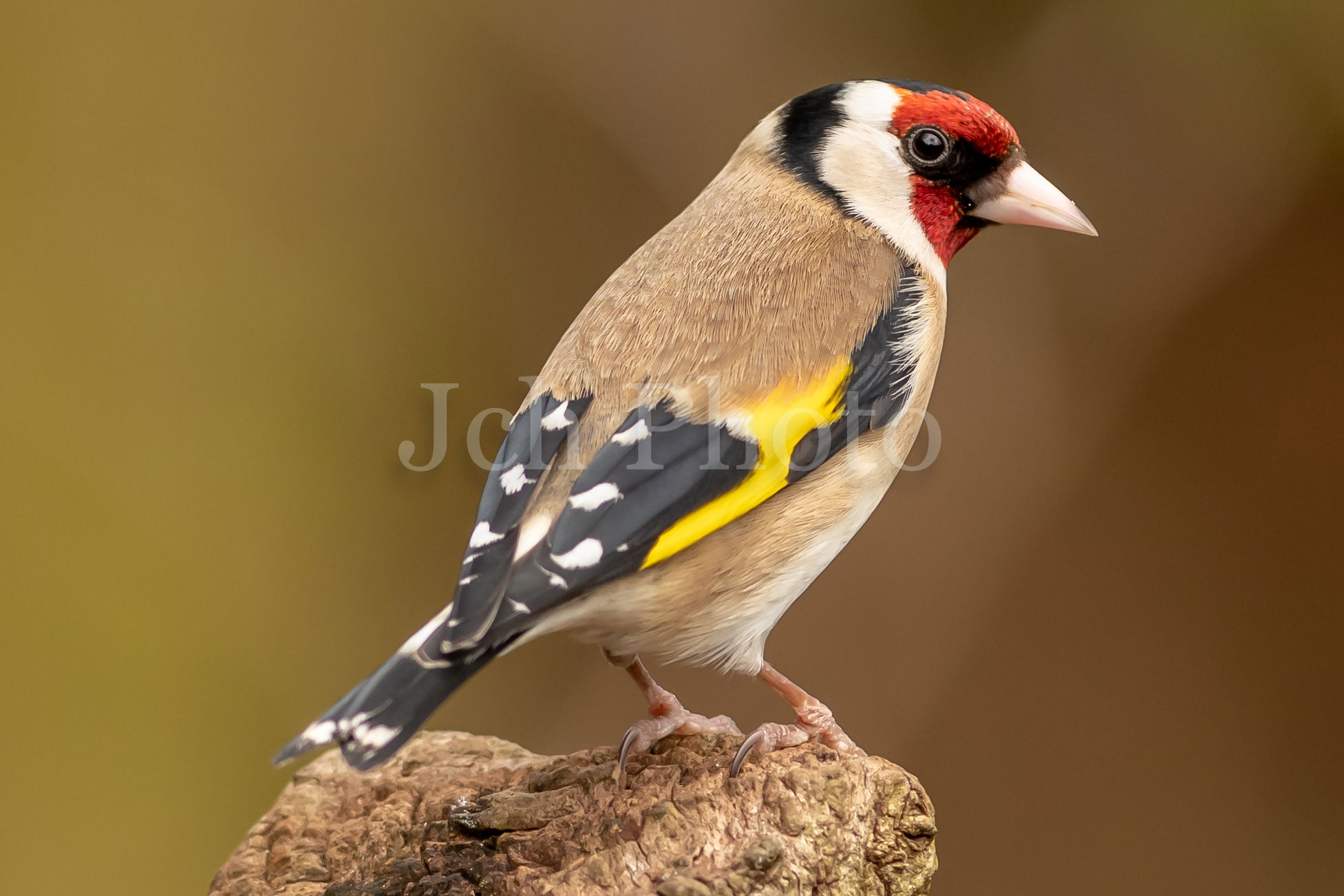 Goldfinch Female