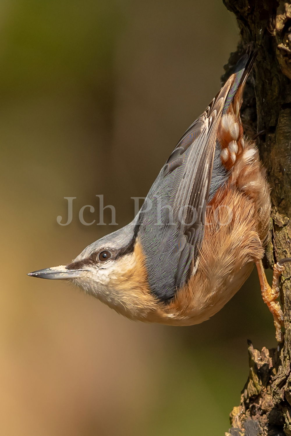 Nuthatch