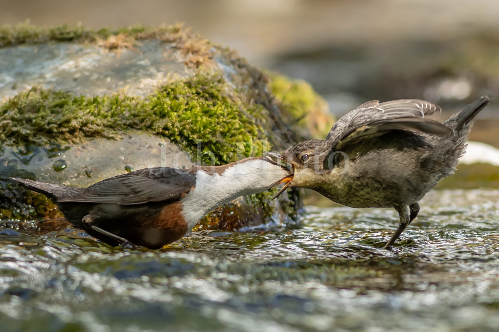 Adult Dipper feeding a juvinile